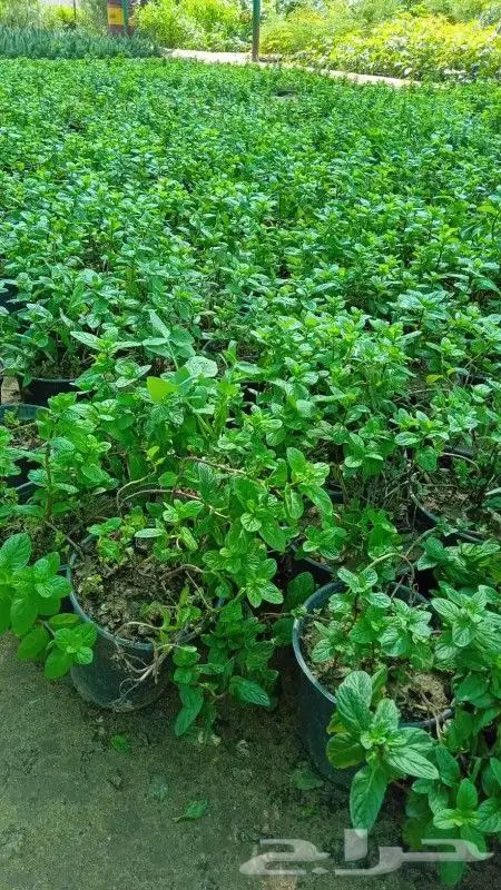 شتلات نباتات اشجار زينه مثمر عطرية وتوصيل لبيتك 9