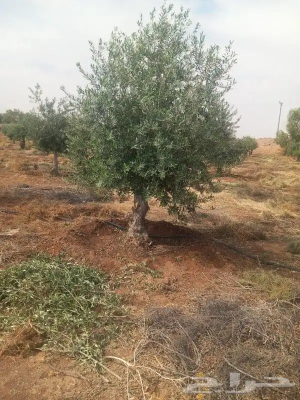 شجر زيتون معمر جميع المقاسات 2