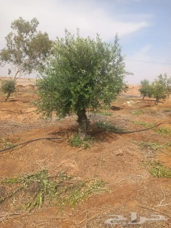 شجر زيتون معمر جميع المقاسات 5