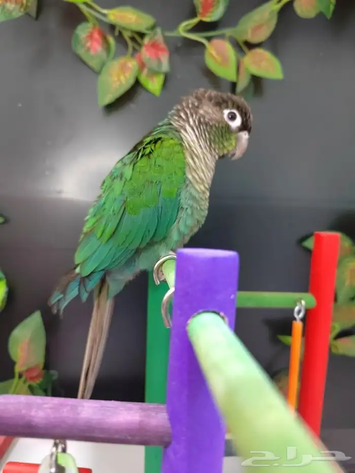 كنيور جرين شيك 5