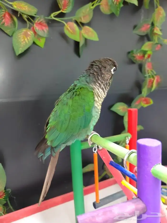 كنيور جرين شيك 2