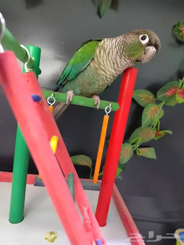 كنيور جرين شيك 0