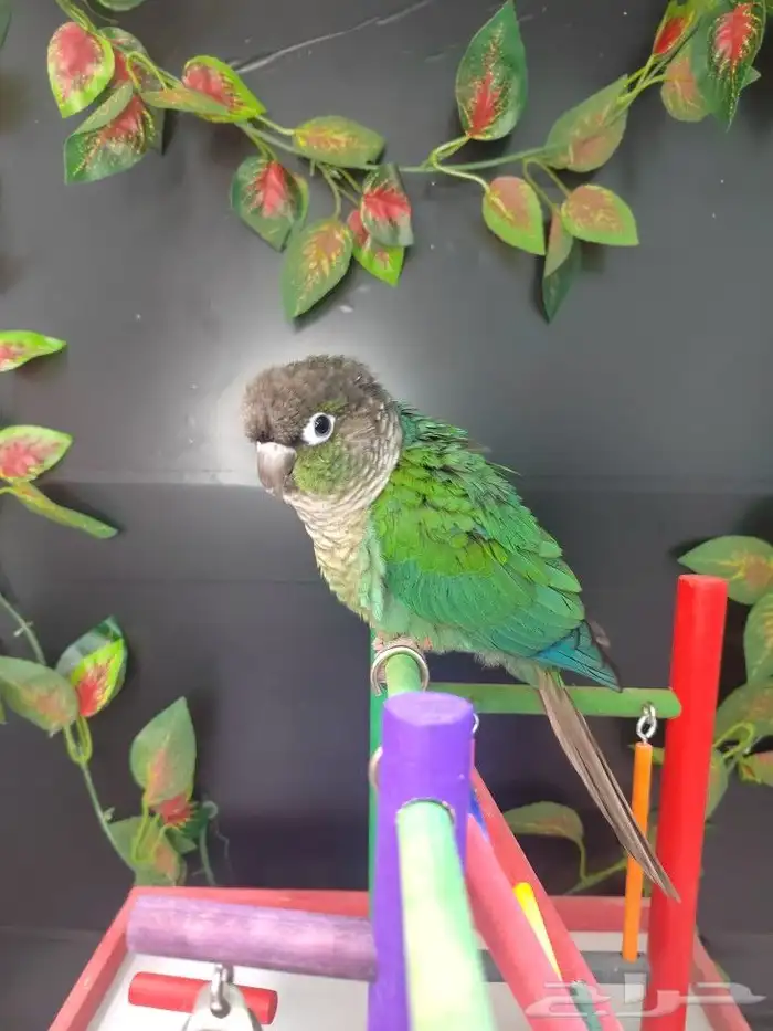 كنيور جرين شيك 3