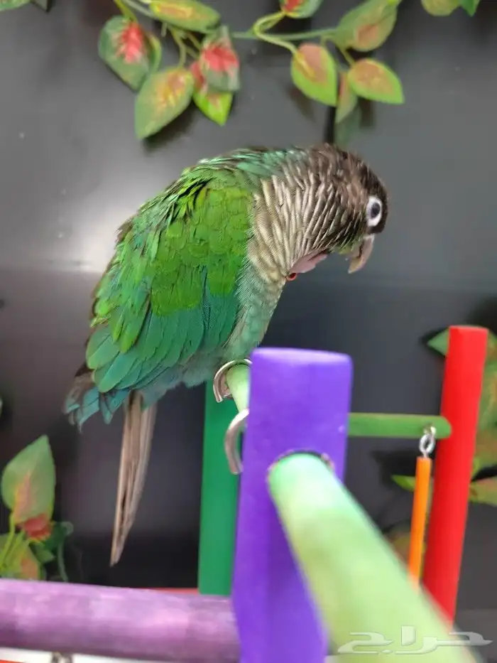 كنيور جرين شيك 4