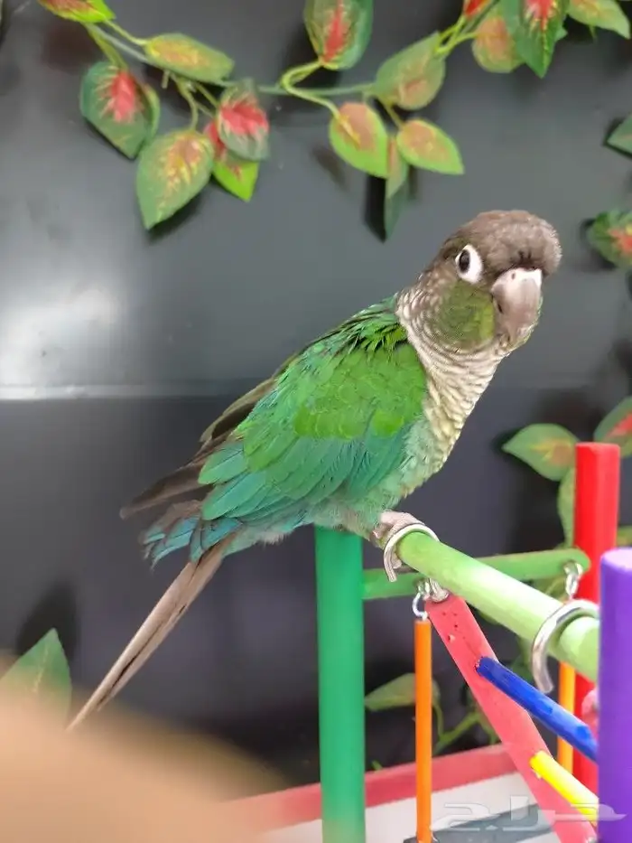 كنيور جرين شيك 1