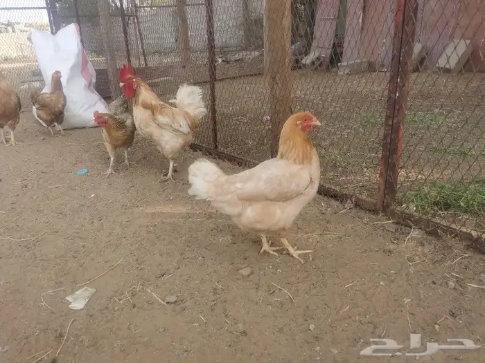 للبيع صوص تركي 0