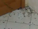 شركة تنظيف كنب بالجبيل 5