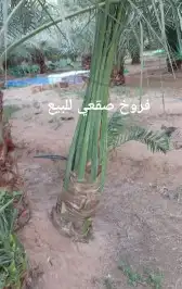 يوجد لدينا فسايل صقعي مجدوله حلوه 3