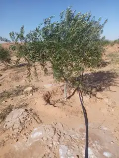 زيتون نيبالي على ساق ومفرع بحجام مختلفه 8