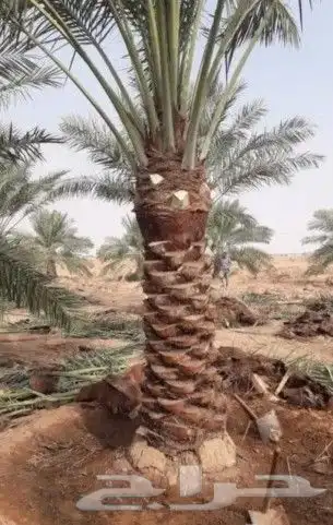 يوجد لدينا فسايل صقعي مجدوله حلوه 9