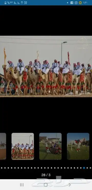 إيجار خيول وجمال ليوم التأسيس 2