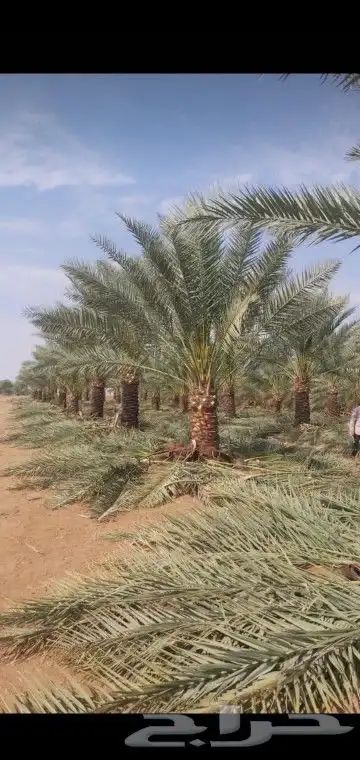 يوجد لدينا فسايل صقعي مجدوله حلوه 7