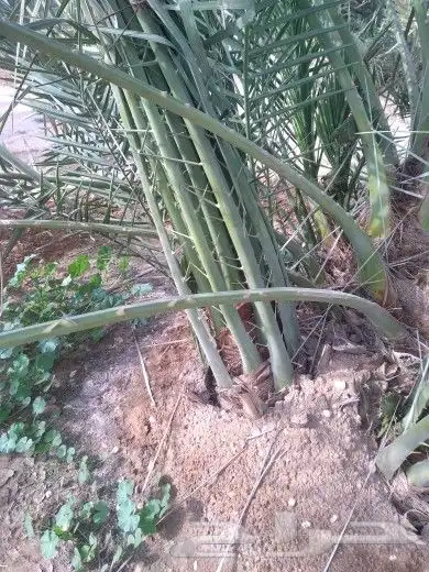 فسائل جميع الانواع والأحجام 4