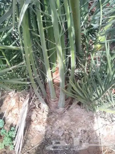 فسائل جميع الانواع والأحجام 5