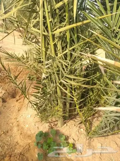 فسائل جميع الانواع والأحجام 0