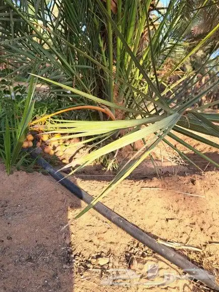 فسائل جميع الانواع والأحجام 3