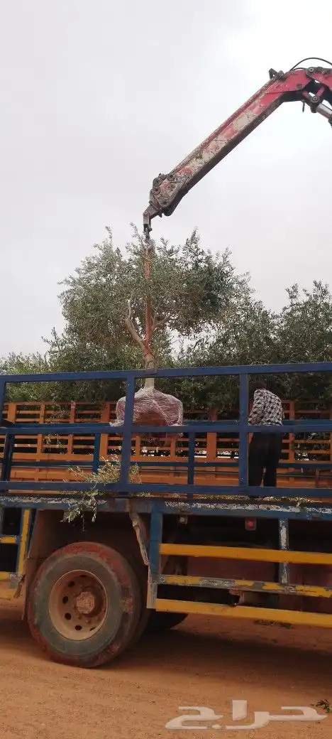 زيتون نيبالي على ساق ومفرع بحجام مختلفه 4