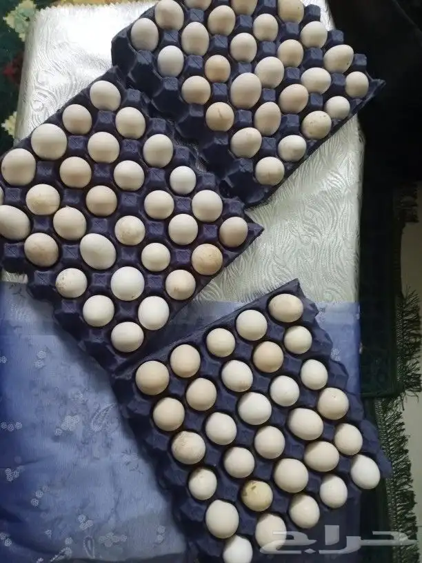 بيض بلدي للاكل 0