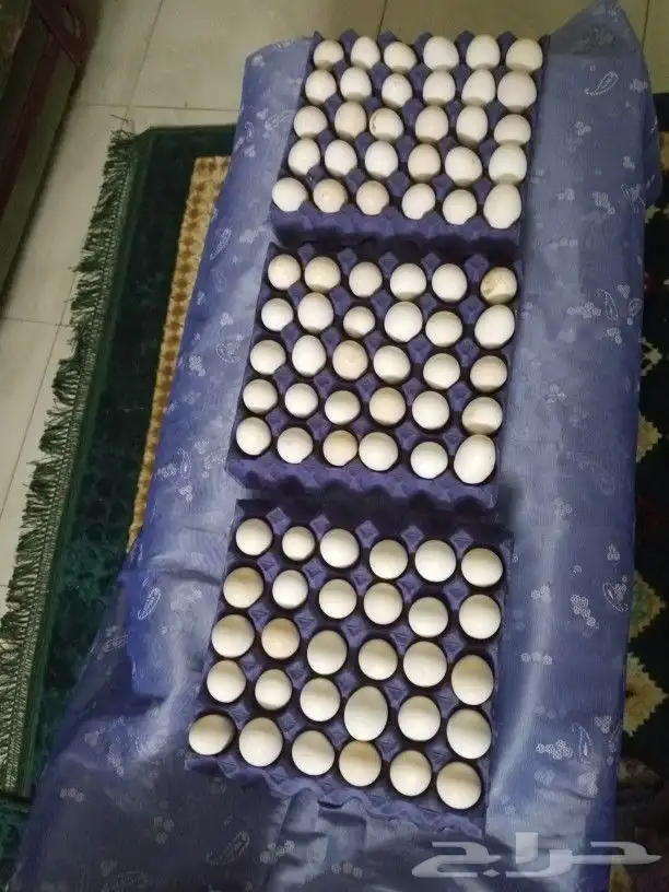 بيض بلدي للاكل 1