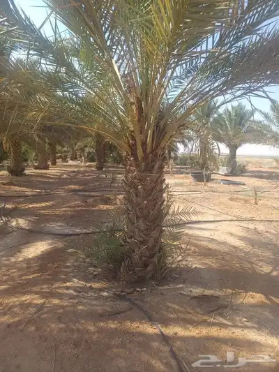 يوجد لدينا فسايل صقعي مجدوله حلوه 5