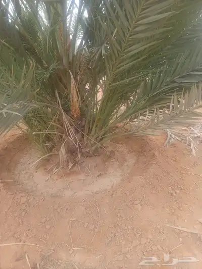 يوجد لدينا فسايل صقعي مجدوله حلوه 2