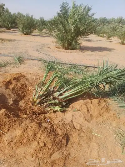 يوجد لدينا فسايل صقعي مجدوله حلوه 6