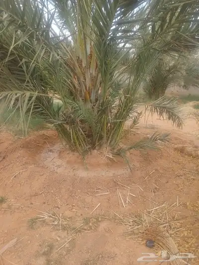 يوجد لدينا فسايل صقعي مجدوله حلوه 0