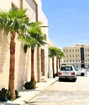 عروض نخل بجميع انواعة 2