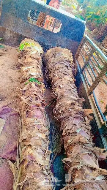 نخيل وشنطني 2