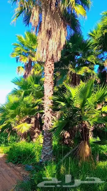 نخيل وشنطني 0