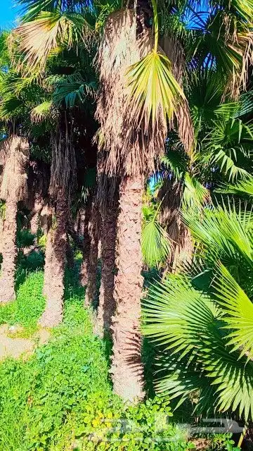 نخيل وشنطني 1