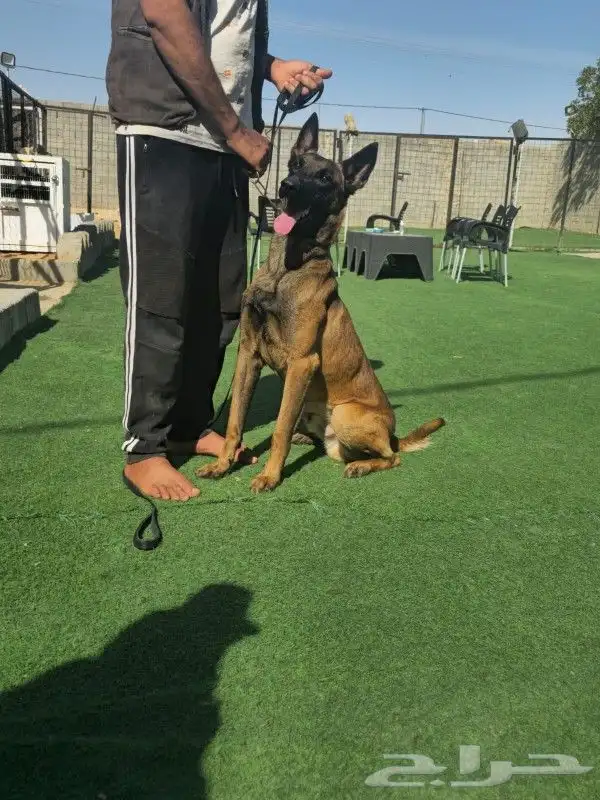 للبيع كلب مالينو بلجيكي شرس ( Belgian malinois ) 6