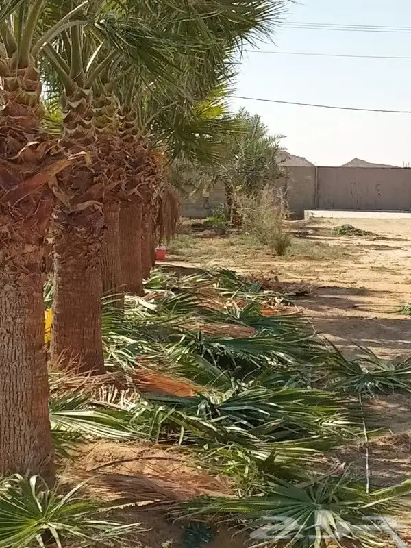 نخيل وشنطني 3