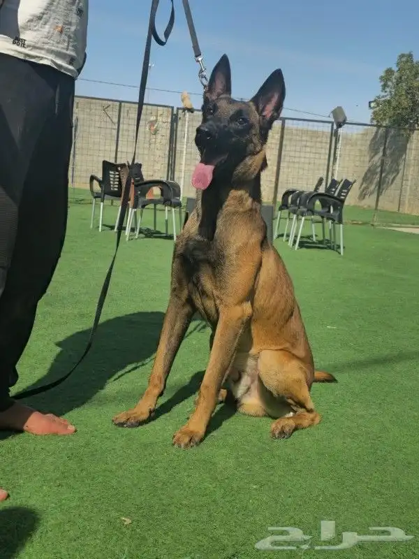 للبيع كلب مالينو بلجيكي شرس ( Belgian malinois ) 7