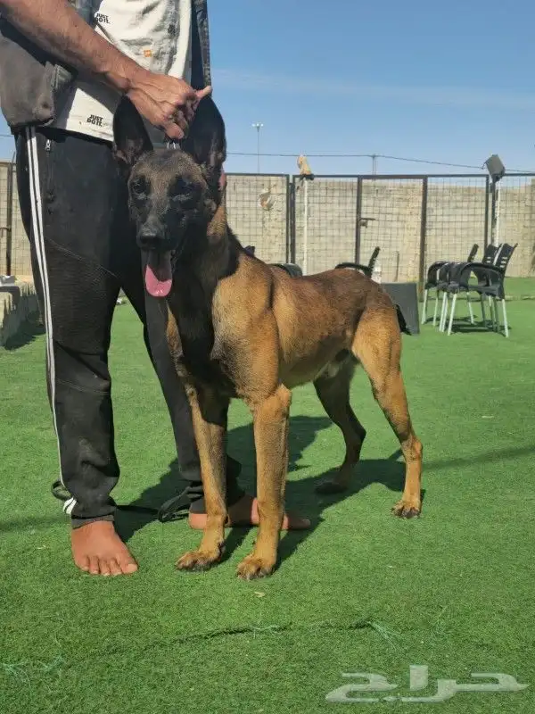 للبيع كلب مالينو بلجيكي شرس ( Belgian malinois ) 8