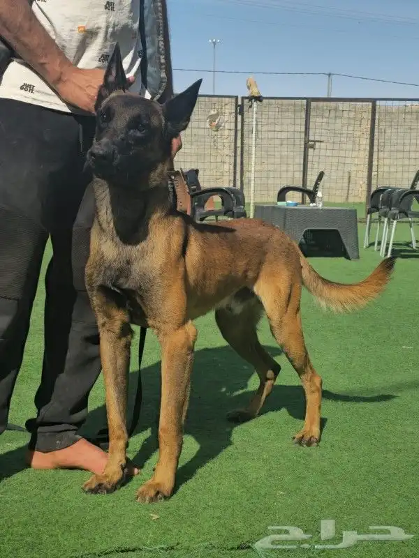 للبيع كلب مالينو بلجيكي شرس ( Belgian malinois ) 2