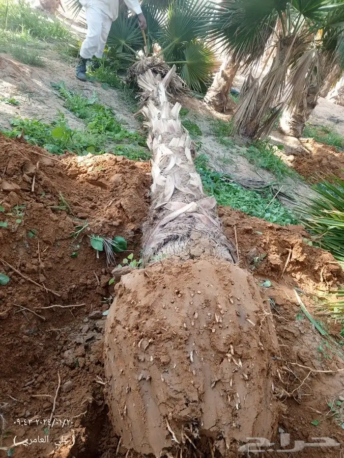 نخيل وشنطني 6