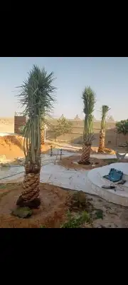 خل عربي ووشنطني وفسايل طيبه 7
