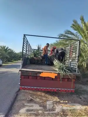 خل عربي ووشنطني وفسايل طيبه 9