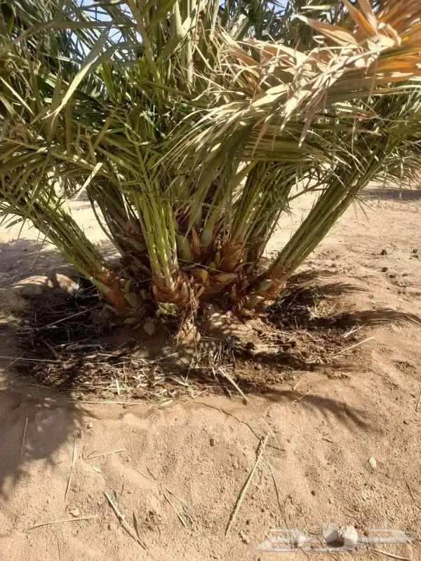خل عربي ووشنطني وفسايل طيبه 8