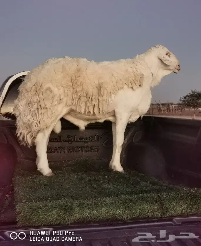 شمال الطايف _ ركبه 45