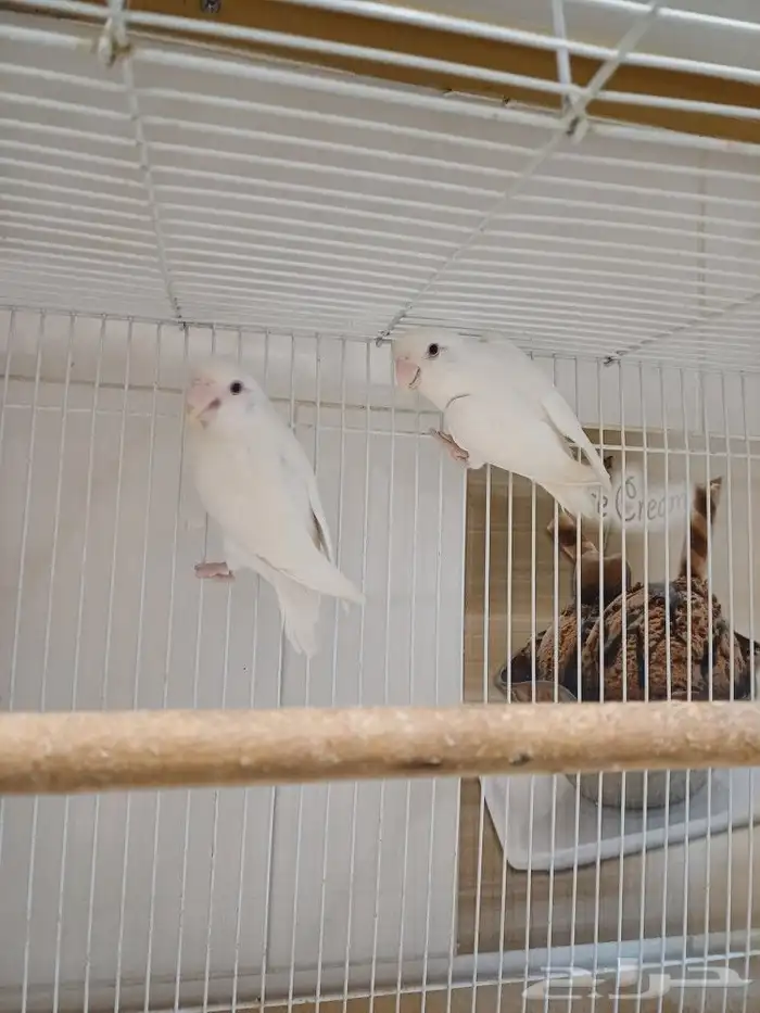 جوز روز البينو (( تم البيع )) 1