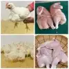 دجاج طازج وسمان بذبح امامك 1
