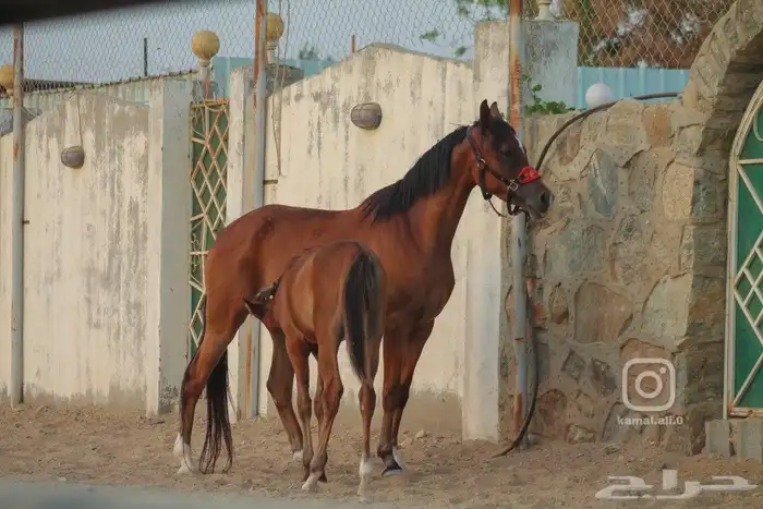 مصور فوتوغرافي 41