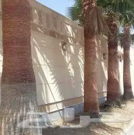 نخيل واشنطونيا زينه 1