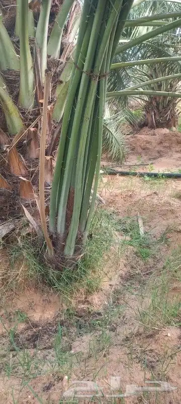 نخل فسائل 3