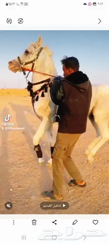 خيل وخيال للإيجار 16