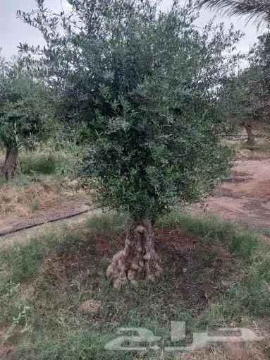 شجره زيتون معمر 5