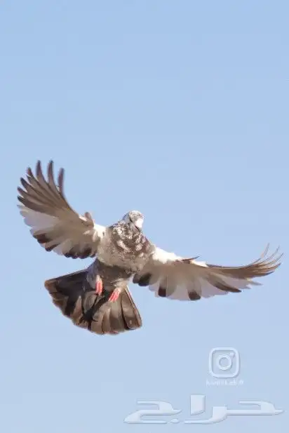 مصور فوتوغرافي 6