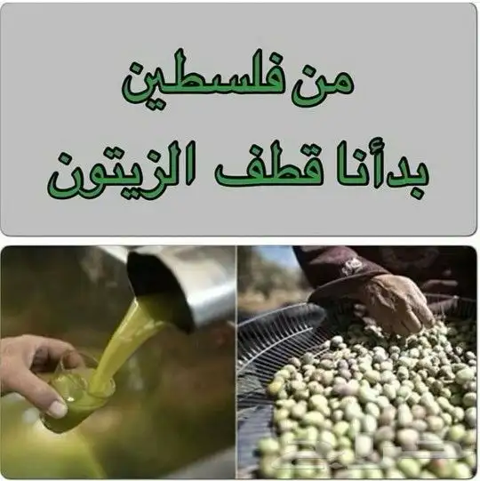 زيت زيون فلسطيني بكر معصور على البارد لكل المناطق 8